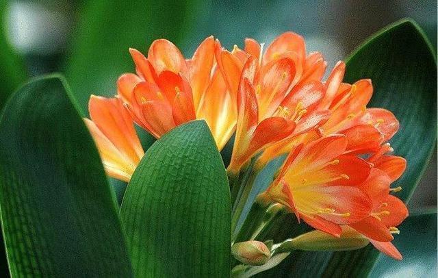 叶片|君子兰被誉为“花中君子”,品相高贵叶片油绿,4个妙招教你养好