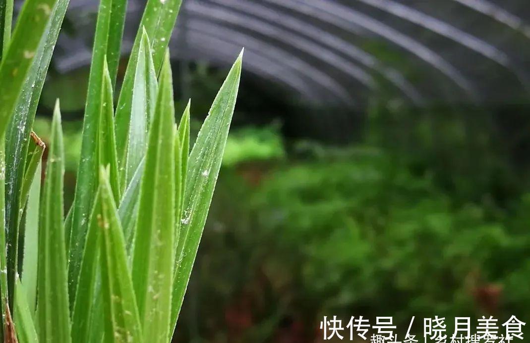 兰花小芽,如何快速养壮呢?兰友:明白了,怪不得养一年也长不大