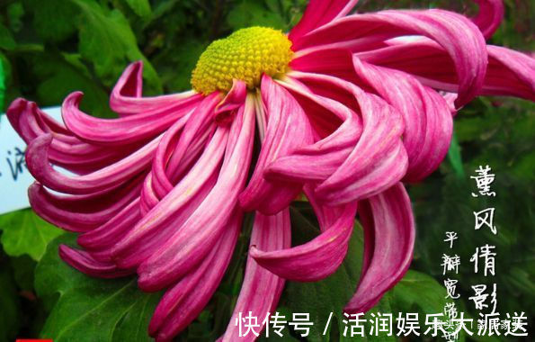 喜欢菊花,不如养盆优良名菊“薰风倩影”,似金蕊红装,艳丽多彩