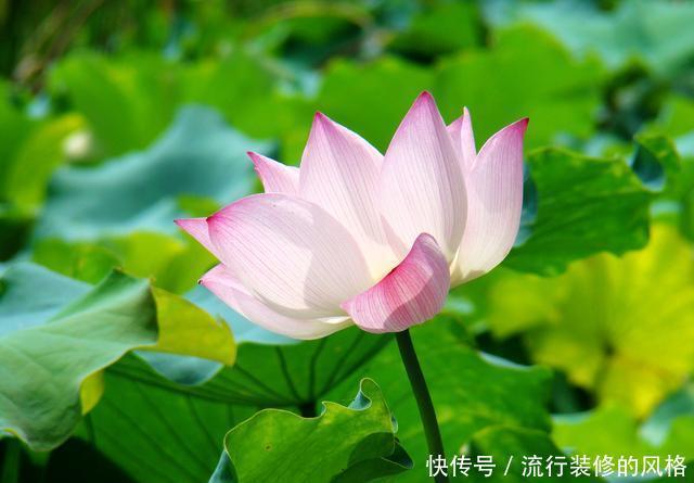 背景|除了没人疼,全身哪都疼,除了没背景,身边都是景