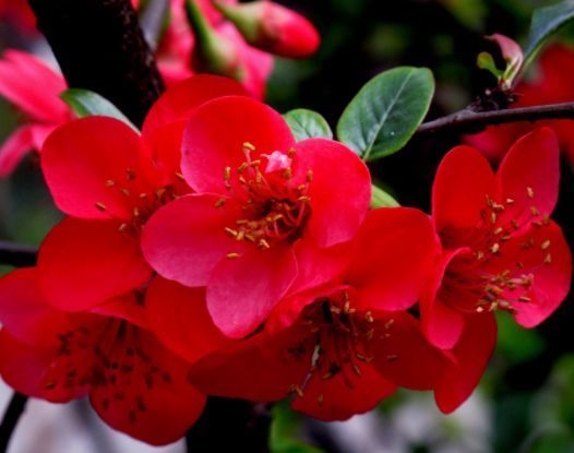 这几款植物养在家里,花期长易打理,不仅好养活,还有趣味