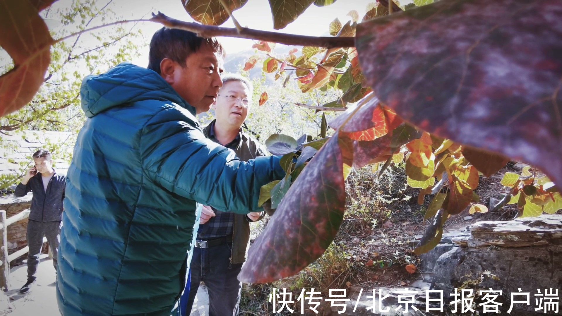 专家们|北京周口店有片华北最壮观黄栌观景区，红叶媲美香山