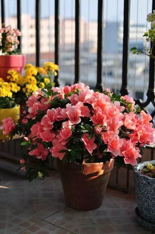 花友|4种花身材不大,花量却怪“吓人”,深秋花开一大片,美翻了