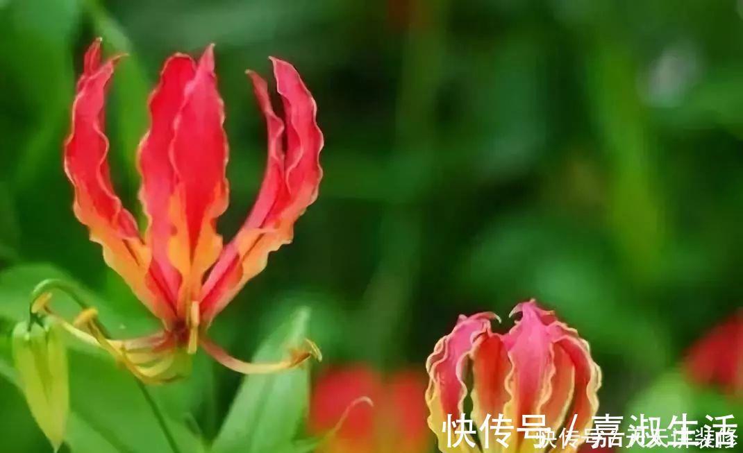 以下9种会变色的绿植,养上四五盆就能让阳台变得生动起来