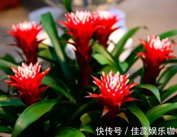 “富贵又招财”的4种花,养在家里富贵吉祥,从年头旺到年尾!