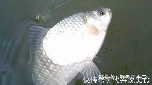 饵料|冬钓鲫鱼,牢记5个字,渔获猛增,老钓友都觉得666