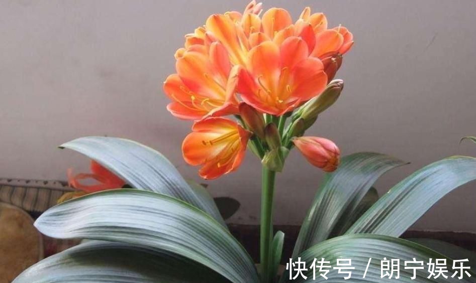 植物|君子兰迟迟不开花别着急,几招催花方法,让君子兰砰砰开花
