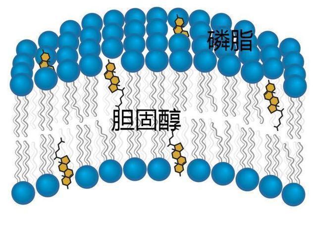 低密度脂蛋白|体检发现甘油三酯偏高，其他正常，说明1个问题，要注意