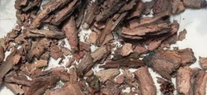 出门捡块“它”，砸碎扔盆里，土壤疏松不板结，几年不换盆也能长