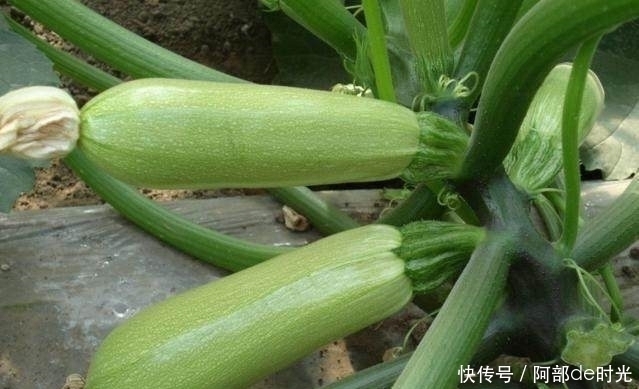 西葫芦|不说不知道,西葫芦这么吃,致癌!看完赶快告诉身边的人!