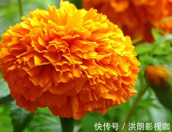 种花|1种花，一开就是90天，比太阳花好看，比月季好养，养一盆顶多盆