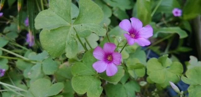 养花盆里长出三角草，可别以为是好运，直接拔掉，小心长满盆