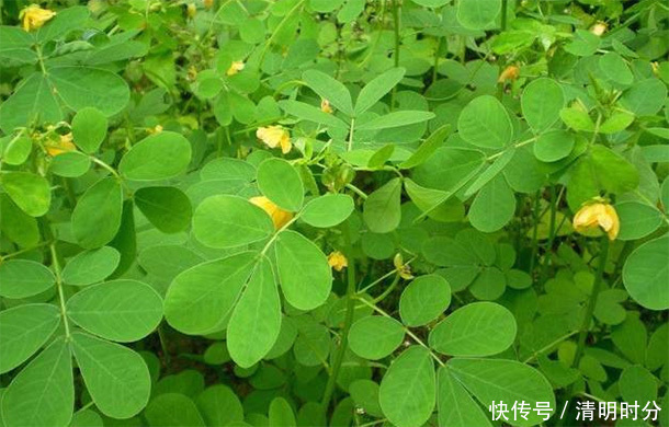 户外常见的“野草”，竟是肝“天然卫士”，泡水喝肝会“感激”你