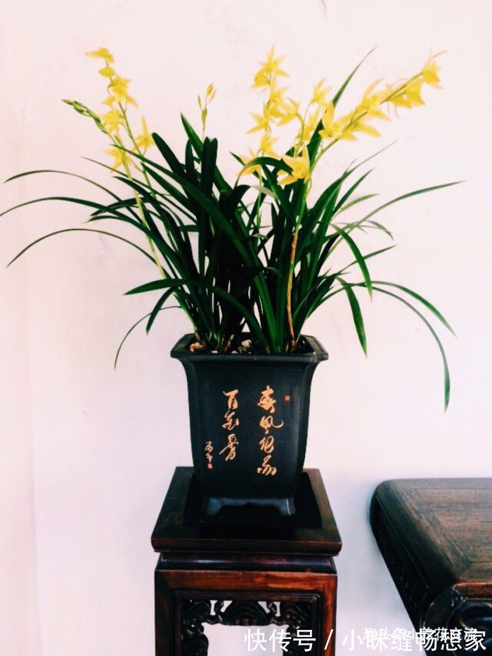 养护国兰和洋兰的几个基本技巧，学会浇水，盆栽养窗台边就好活