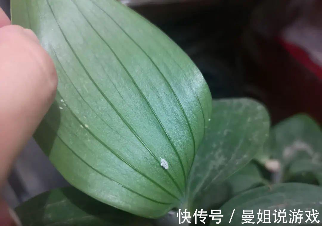 米兰这么养,疯狂冒新叶,开花香又多