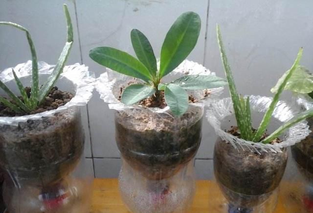 种花|一个小小矿泉水瓶,不但能种花,还可以做扦插,用途原来这么多