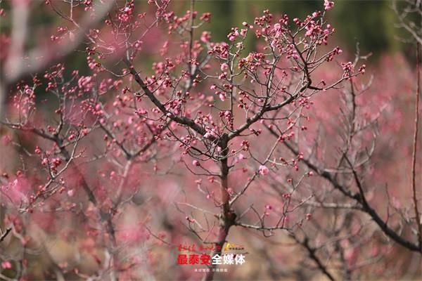 梅影绰绰香满园 含苞待放暖春华