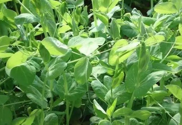 种植|荷兰豆营养丰富、提高免疫力,农民种植只需四点,收获高产荷兰豆