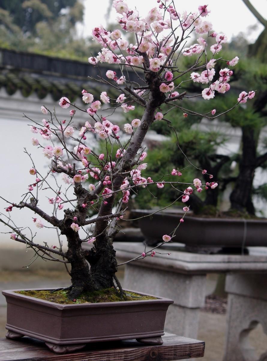 吊兰|这3种花该“剃头”了,三月最适合的季节,这么做下月开花才好看