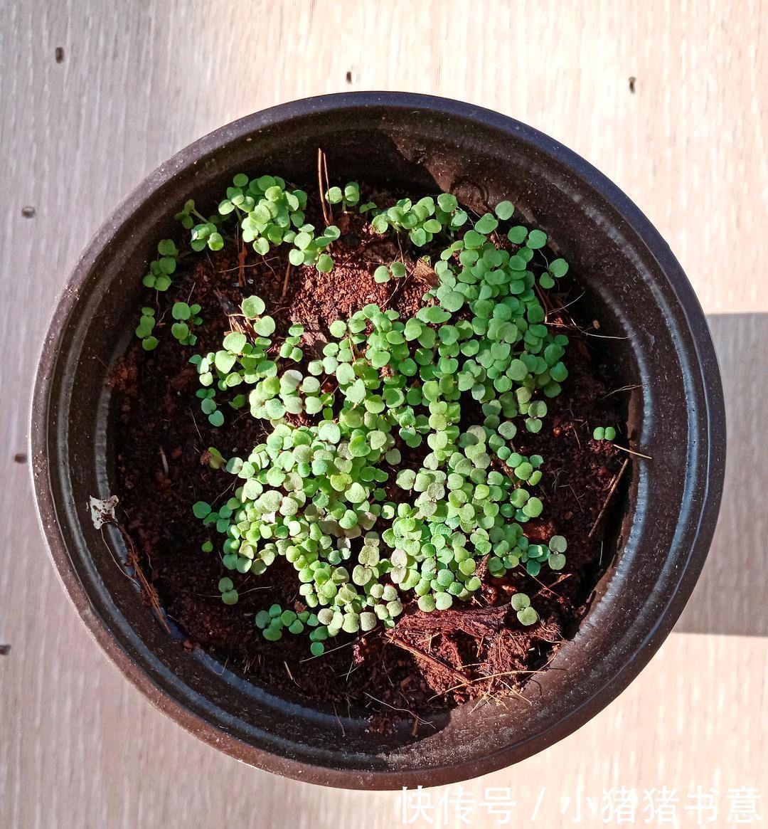 喜欢叶子有香味的花？5种芳香的绿植，比绿萝更好养更耐看