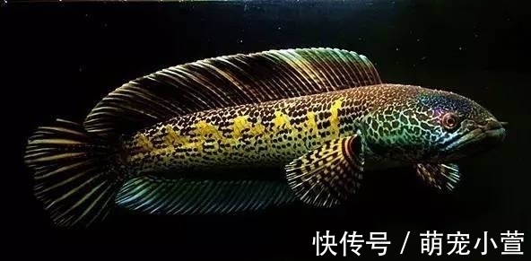 概念|黑色的观赏鱼,和黑鱼不是一个概念,养到最高级别的雷龙鱼很昂贵