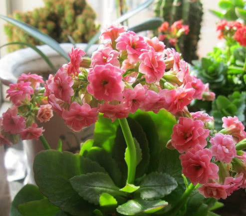 长寿花如何养护花开满枝头教你3个小技巧,长寿花茂盛又艳丽