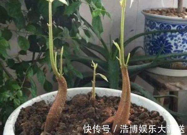 水果|3种“吃不起”的东西,捡“1颗”种子扔盆里,长成小树,结果能吃