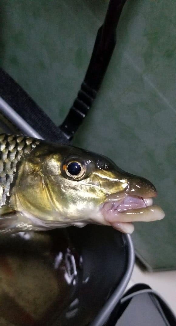 6百一斤？长江钓获濒危怪鱼，竟长了“大鼻子”，浑身都胶原蛋白