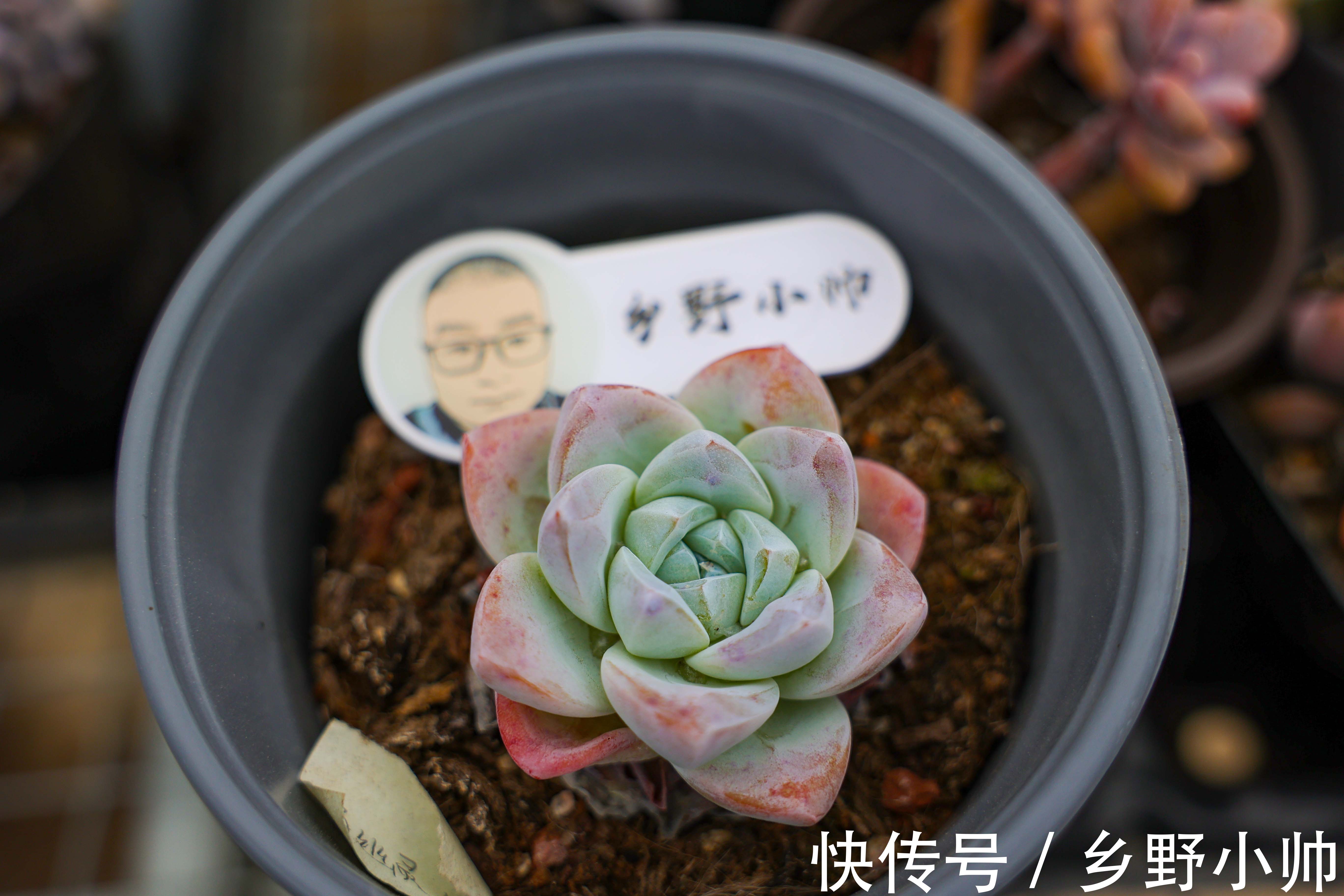 雪莲|雪莲、雪精灵、洛神，“三大神仙多肉”比美。你更喜欢哪一个？