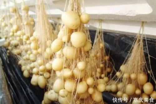 土豆发芽了没办法吃,但是却有大用处,别傻傻扔掉了