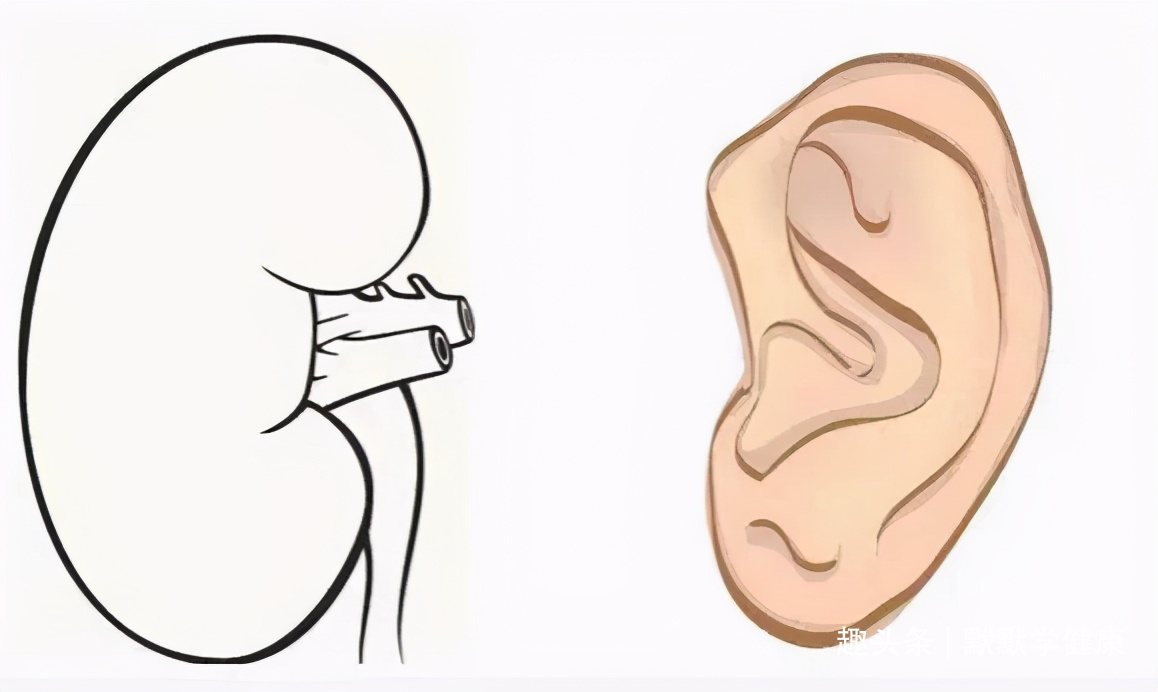 阳气不足|心对舌,肝对目,脾对口,肺对鼻,肾对耳,啥最养五脏全告诉你