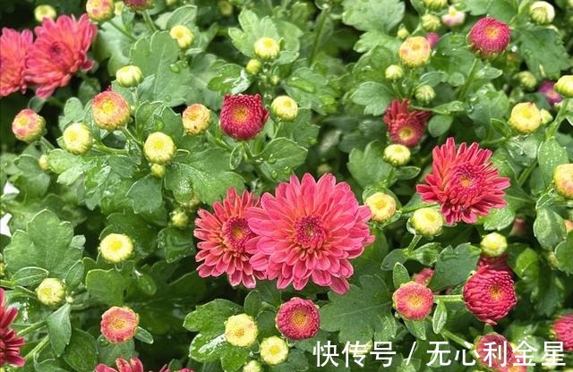 矾根|为了300㎡露台花园，毫不犹豫买了这房子，在城市屋顶过上田园生活！