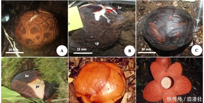 全世界 全世界最恶臭的花正走向灭绝