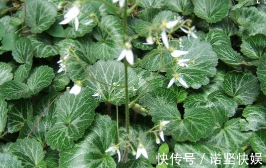 室内没光照就养这三种植物,个个颜值爆表,关键好养!