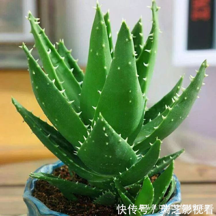 超级好养的8种花,1个月不浇水也死不了!