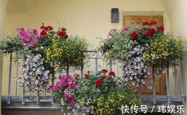 旱金莲|家里这些花卉吊起来养,既增加了观赏价值,又节省了养殖空间