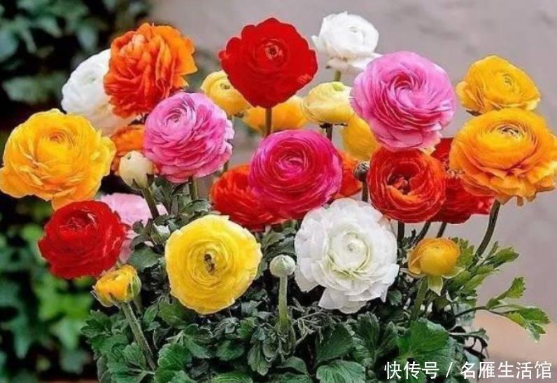  花期|秋天养花，首选4种花，花期长、颜值高，晒晒太阳开花一茬又一茬