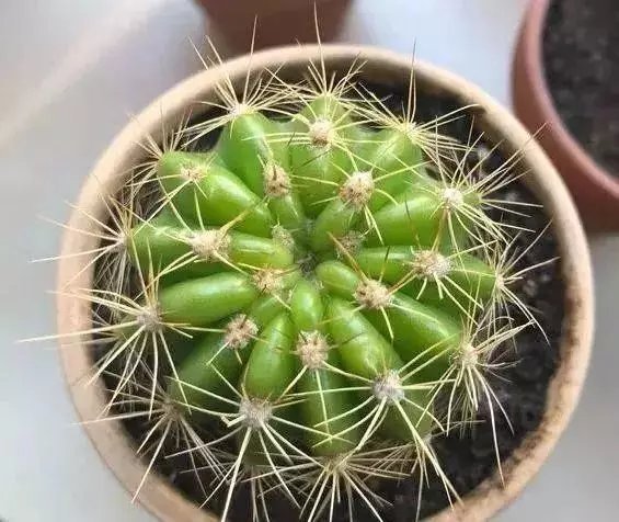 仙客来|这些花草不要往叶面上喷水,否则只剩下花盆