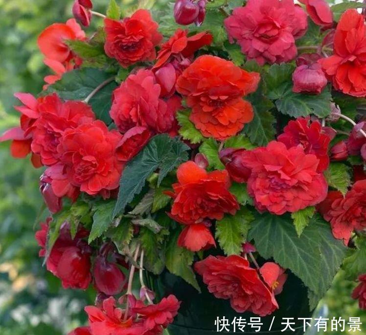 居家就养此款花卉，开花比香水还好闻，养家里满屋香喷喷