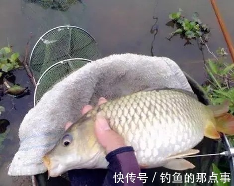 春钓鲤鱼难上钩,老钓友告诉你原因所在,钓友:大鲤鱼上个不停
