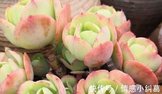 观音莲观音莲|网友推荐,最好养的多肉,你觉得靠谱吗