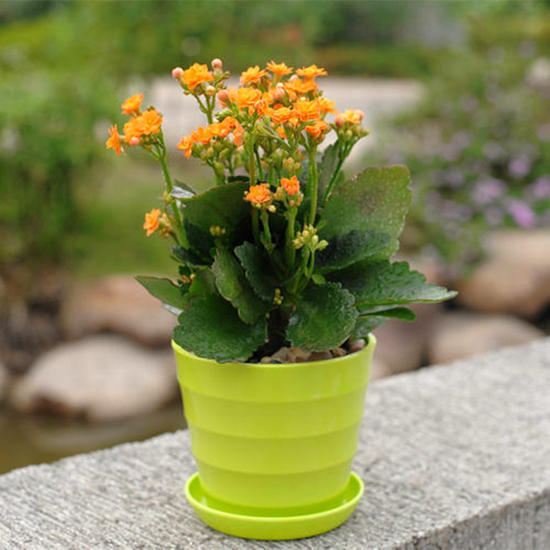 长寿花入秋后，尽早这样养，花期提前，秋冬能开好几茬