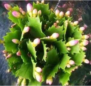 夏天养“蟹爪兰”4秘诀,叶片肥厚蹭蹭长,到了秋季就开花,管用