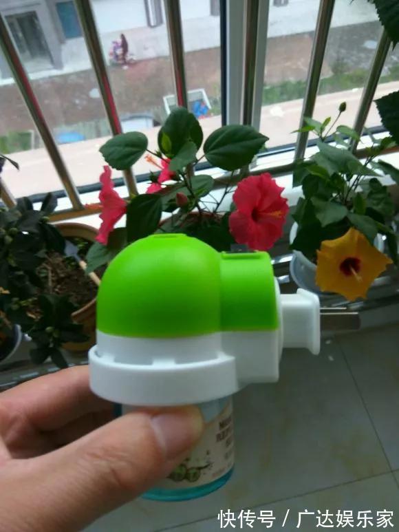 红蜘蛛|养花自制杀菌杀虫水,10天浇一勺,不生虫不得病,长得太旺!