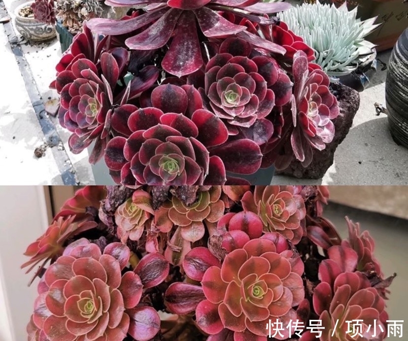 多肉|阳台上养的多肉都有这5个特点,最后3个连露养大神都羡慕