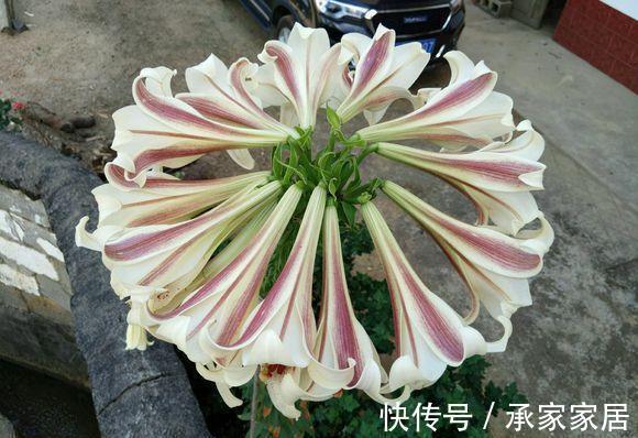 种球|一颗百合花,身高2米8,长成百合树,长在深山里,花朵比头大