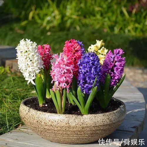 风信子开完花不要扔，这么做来年照样开花