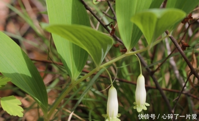 适应性|长相似竹子的野草，花朵像铃铛，如今30元一斤！见到请珍惜