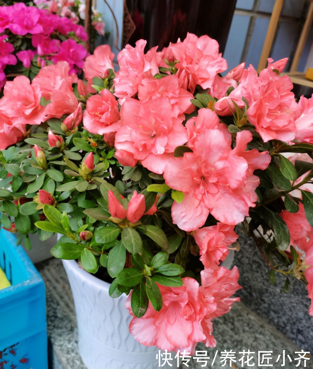 送您一句“顺口溜”，养花不会施肥，它能帮您解决