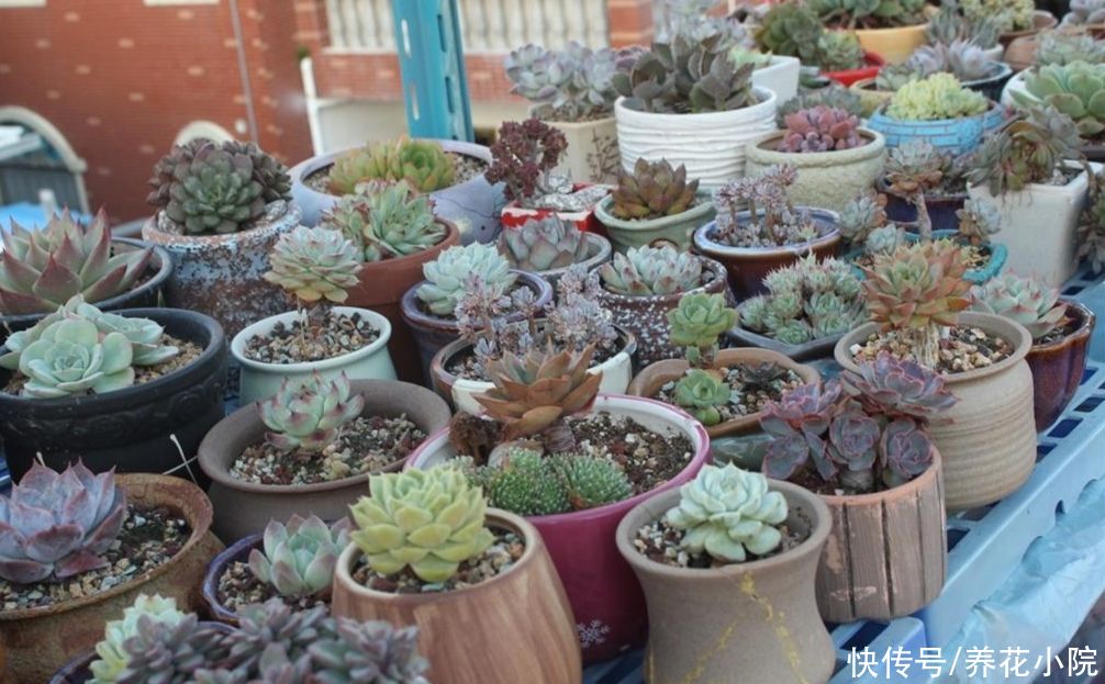 烂根|夏天多肉烂根?主要由三大原因造成,及时调整养护方法